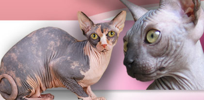 Dzhinestra Sphynx