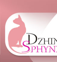 Dzhinestra Sphynx