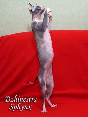 Cat - Balantain Alesia - Canadian Sphynx