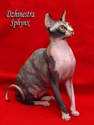 Cat - Balantain Alesia - Canadian Sphynx