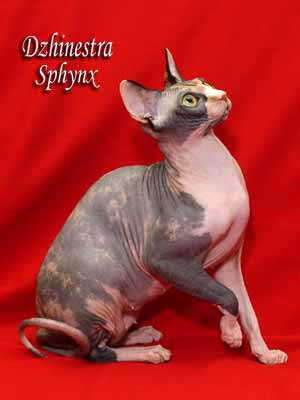Cat - Balantain Alesia - Canadian Sphynx