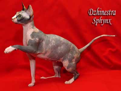 Cat - Balantain Alesia - Canadian Sphynx