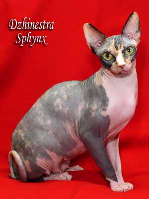 Cat - Balantain Alesia - Canadian Sphynx