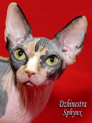 Cat - Balantain Alesia - The Canadian Sphynx