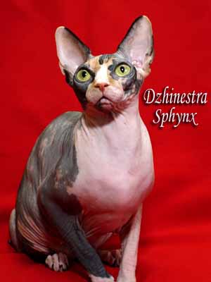 Cat - Balantain Alesia - Canadian Sphynx