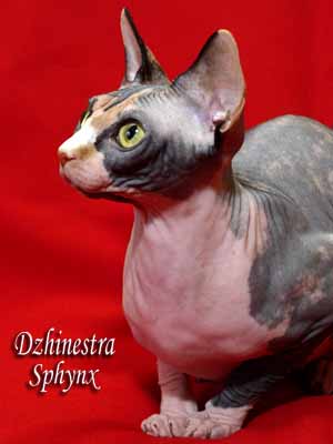 Cat - Balantain Alesia - Canadian Sphynx