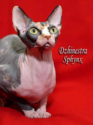 Cat - Balantain Alesia - Canadian Sphynx