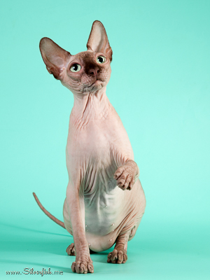 Cat (female) Light Dream Anigme Alsu - Canadian Sphynx