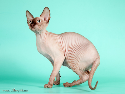 Cat (female) Light Dream Anigme Alsu - Canadian Sphynx