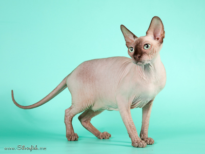 Cat (female) Light Dream Anigme Alsu - Canadian Sphynx