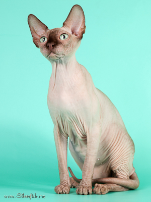 Cat (female) Light Dream Anigme Alsu - Canadian Sphynx