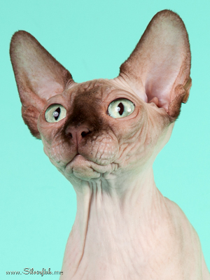 Cat (female) Light Dream Anigme Alsu - Canadian Sphynx