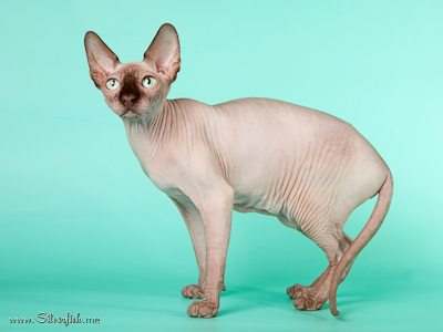 Cat (female) Light Dream Anigme Alsu - Canadian Sphynx