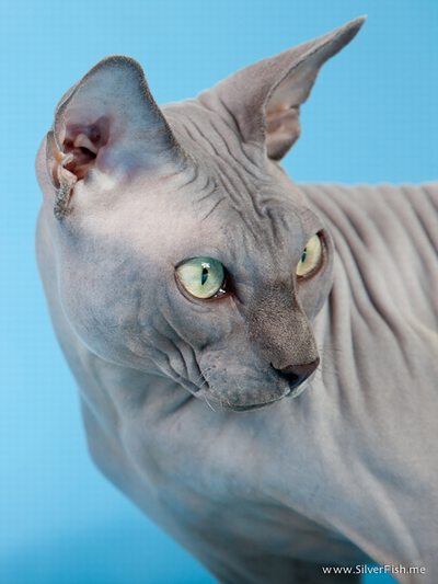 Cat male - Rich Avatar - The Canadian Sphynx