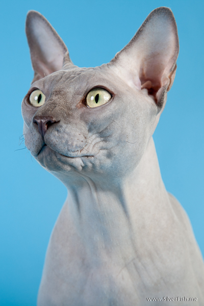 Cat - Rich Avatar - Canadian Sphynx