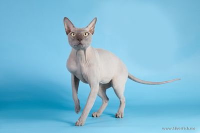 Cat - Rich Avatar - Canadian Sphynx