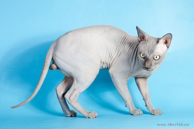 Cat - Rich Avatar - Canadian Sphynx