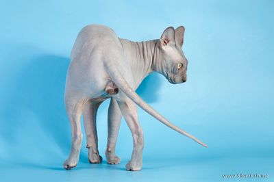 Cat - Rich Avatar - Canadian Sphynx