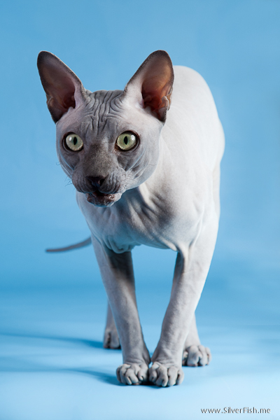Cat - Rich Avatar - Canadian Sphynx