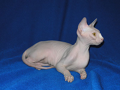 Cat female - Dzhinestra Berta - Canadian Sphynx