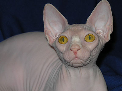 Cat female - Dzhinestra Berta - Canadian Sphynx