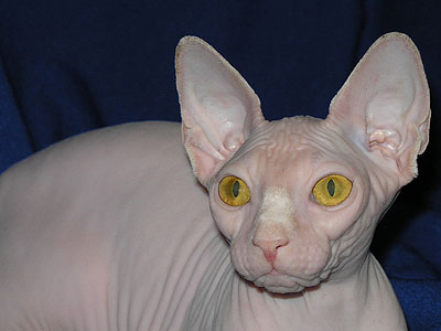 Cat female - Dzhinestra Berta - Canadian Sphynx