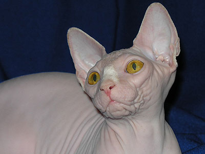 Cat female - Dzhinestra Berta - Canadian Sphynx