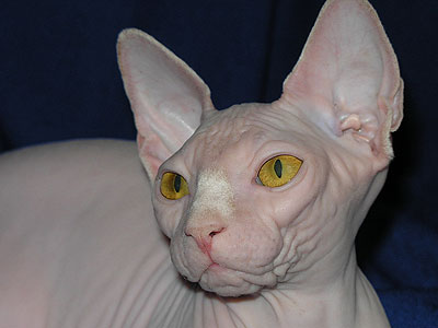 Cat female - Dzhinestra Berta - Canadian Sphynx