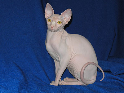 Cat female - Dzhinestra Berta - Canadian Sphynx