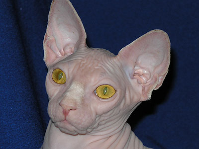 Cat female - Dzhinestra Berta - Canadian Sphynx