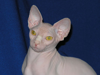 Cat female - Dzhinestra Berta - Canadian Sphynx