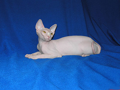 Cat female - Dzhinestra Berta - Canadian Sphynx