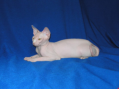 Cat female - Dzhinestra Berta - Canadian Sphynx