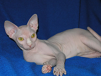 Cat female - Dzhinestra Berta - Canadian Sphynx