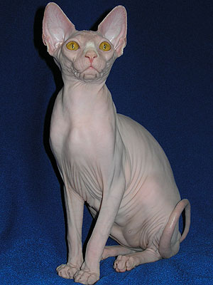 Cat - Dzhinestra Berta - The Canadian Sphynx