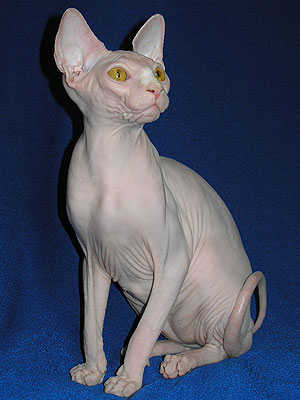 Cat female - Dzhinestra Berta - Canadian Sphynx