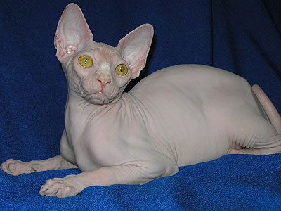 Cat female - Dzhinestra Berta - Canadian Sphynx