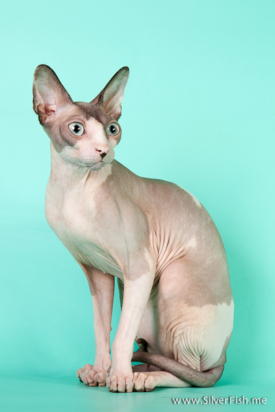 Cat (female) - Dzhinestra Blueberry - Canadian Sphynx