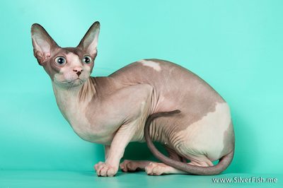 Cat (female) - Dzhinestra Blueberry - Canadian Sphynx