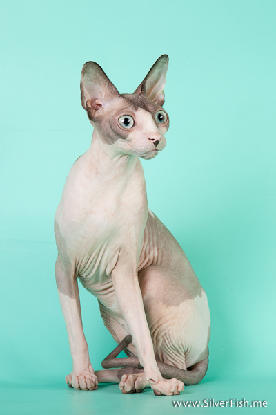 Cat (female) - Dzhinestra Blueberry - Canadian Sphynx