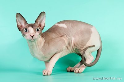 Cat (female) - Dzhinestra Blueberry - Canadian Sphynx