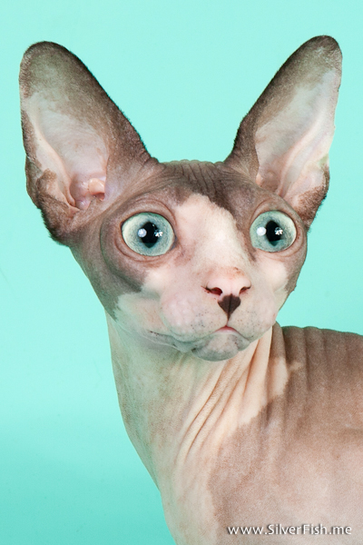 Cat (female) - Dzhinestra Blueberry - Canadian Sphynx