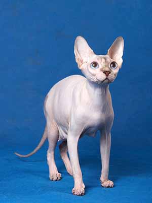 Cat - Laverton Blue Bumble Bee of Lanion - Canadian Sphynx
