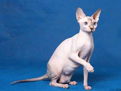 Cat - Laverton Blue Bumble Bee of Lanion - Canadian Sphynx