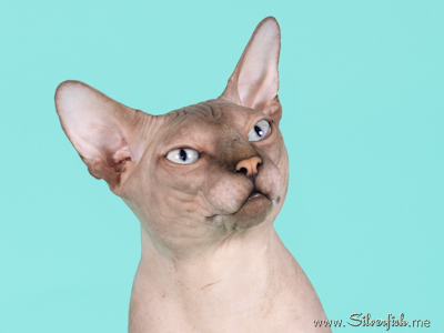 Cat - Dzhinestra Odyssey - Canadian Sphynx