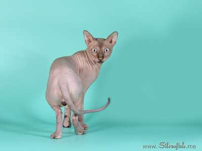 Cat - Dzhinestra Odyssey - Canadian Sphynx