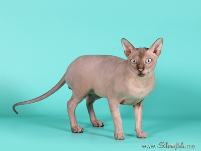 Cat - Dzhinestra Odyssey - Canadian Sphynx