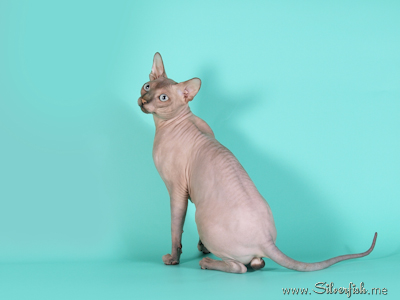 Cat - Dzhinestra Odyssey - Canadian Sphynx