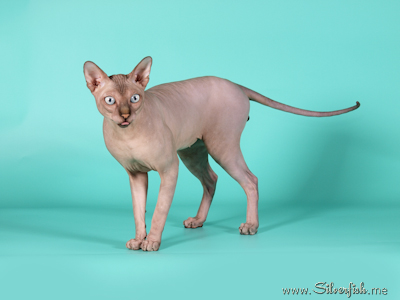 Cat - Dzhinestra Odyssey - Canadian Sphynx