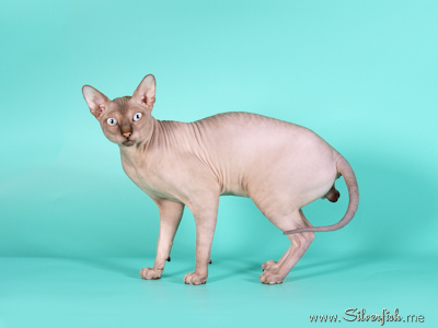 Cat - Dzhinestra Odyssey - Canadian Sphynx